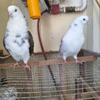 کبوتر جفت خاص|پرنده|رشت, کوی مهر|دیوار