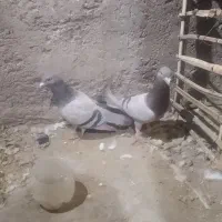 کفتر|پرنده|فهرج, |دیوار