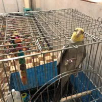 پرنده|پرنده|اهواز, کوی ایثار|دیوار