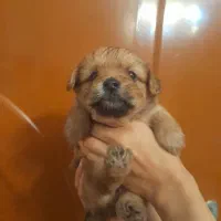 واگذاری سگ خوشگل