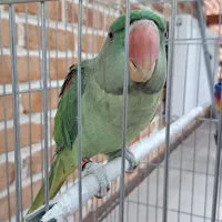 شاه طوطی