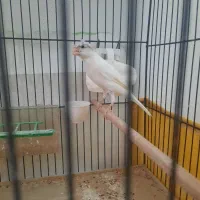 قناری و سهره قناری