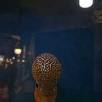 ماهی فلاور دراگون|ماهی|قزوین, |دیوار