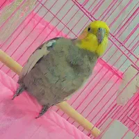 فوری دوتا عروس هلندی جفت شده