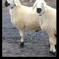 ریز و دروشت بره کوهستان باقصاب در کرج