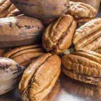 نهال گردو پکان گلدانی