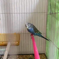 مرغ عشق فنچ پرنده