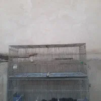 قفس