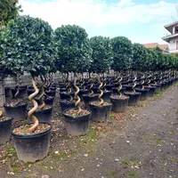 باغبانی  طراحی باغچه گل و درخت با چک کاشت رایگان|خدمات باغبانی و درختکاری|تهران, ونک|دیوار