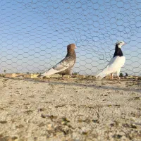 ۱۰تا بهبهونی وشهری|پرنده|شیراز, جرسقان|دیوار