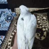 عروس هلندی|پرنده|لار, |دیوار