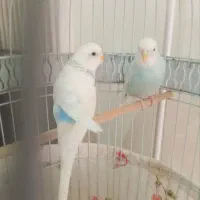 مرغ عشق ماده انگلیسی