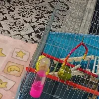 یک جفت مرغ عشق|پرنده|شیراز, دارالرحمه|دیوار