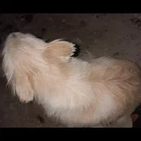 سگ کاملا سالم حرف گوش کن تو خونه نگهداری میشه|سگ|بند زرک, |دیوار