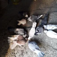 ۱۲عدد کبوتر