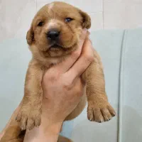 بچه گلدن  استثنایی و زیبا