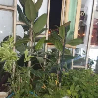 گل وگیاه