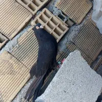 صرب کبوتر|پرنده|ایذه, |دیوار