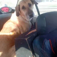 دو عدد سگ سرابی از نجاد جومیانه