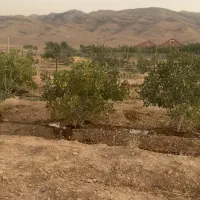 باغ پسته|فروش زمین و ملک کلنگی|شیراز, حومه شیراز|دیوار