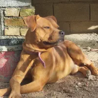 سگ پیتبول|سگ|بروجن, |دیوار