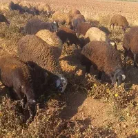 گوسفند شال