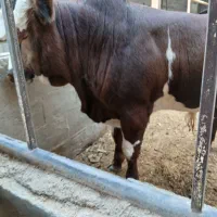 گوساله چاق|حیوانات مزرعه|فردوسیه, |دیوار