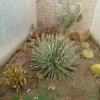 گل کاکتوس|گل و گیاه طبیعی|بشاریات, |دیوار