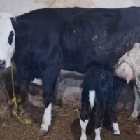 گاو سمینتال تازه زاییده|حیوانات مزرعه|اهر, |دیوار