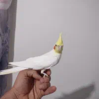 عروس هلندی نر و ماده وجوجه آلبینو وچندتا قفس