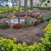 هرس تخصصی درختان و خدمات باغبانی