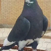 جوجه دستی