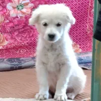 طوله خوشگل و زیبا قیمت مفت|سگ|توتکابن, |دیوار