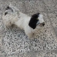 سگ خونگی تربیت شده|سگ|بهشهر, |دیوار