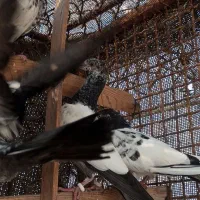 کفترپاکستانی|پرنده|قشم, |دیوار