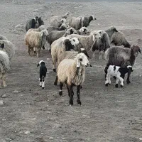 ۲۶راس شیشک میش ترکی داشتی صحرایی بره دار|حیوانات مزرعه|ارژن, |دیوار