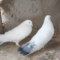 کبوتر تخمی|پرنده|رشت, پیرکلاچای|دیوار