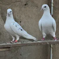کفتر