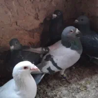 کبوتر المانی یک جا