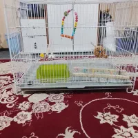 قفس 40در 60ویه عروس هلندی نر