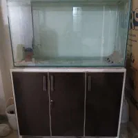 آکواریوم|ماهی|تویسرکان, |دیوار