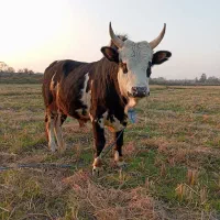 ورزاکوله منده چالوسی عروسک الماس260تایی گاونر|حیوانات مزرعه|رشت, شهرک شهید رجایی|دیوار