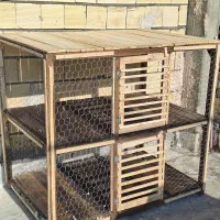 فروش یامعاوضه با کبوتر دمگیر یاکله دم سبزیاطوقی