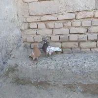 چند عدد کبوتر