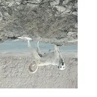 سگ سرابی ماده|سگ|ملکان, |دیوار
