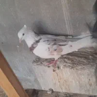 هما سرور