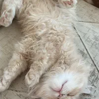 واگرازی گربه پرشین