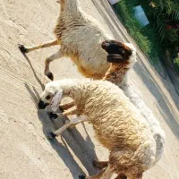 میش جوان مناسب