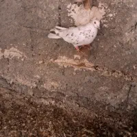 کفتر سرور بهبهانی|پرنده|شیراز, سعدیه شمالی|دیوار