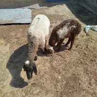 گوسفند